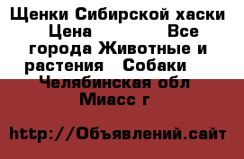 Щенки Сибирской хаски › Цена ­ 18 000 - Все города Животные и растения » Собаки   . Челябинская обл.,Миасс г.